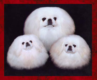 Windemere Pekingese