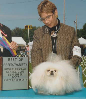 Ch. Windemere's Knight In White Satin Best of Breed