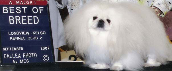 Ch. Windemere's Rond-A-Vu On The Ice - Best of Breed